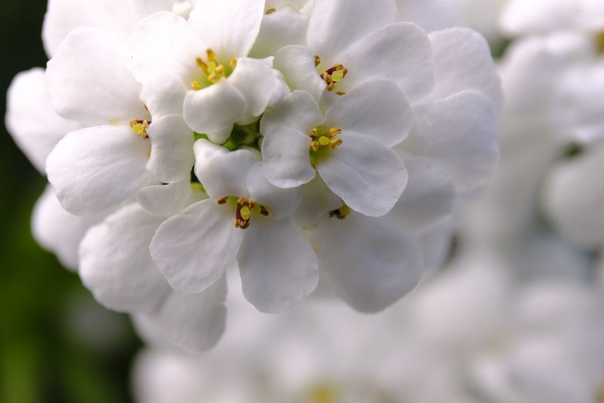 Candytuft plants that start with c