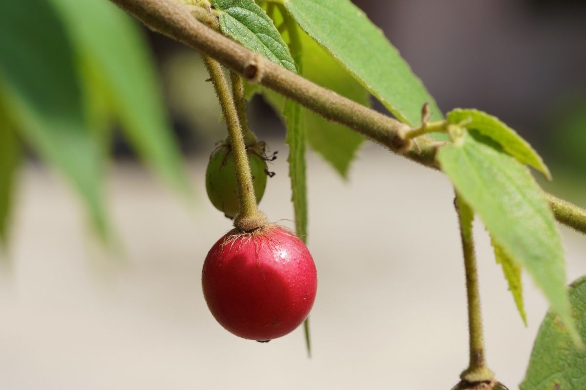 Capulin Cherry Fruits That Start With C