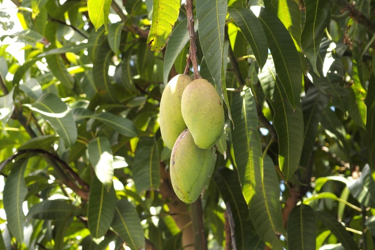 Carabao Mango Tree