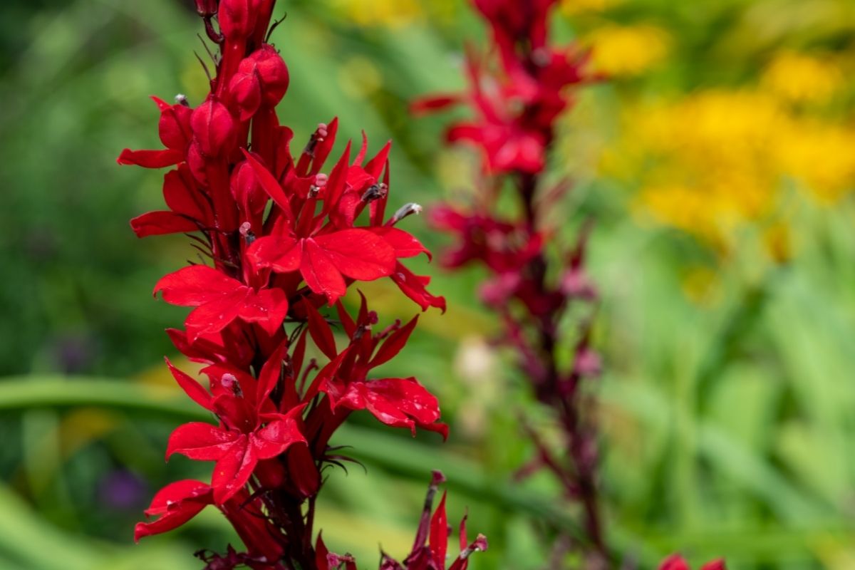 Strawberry Red Flowers-Cardinal Flowers