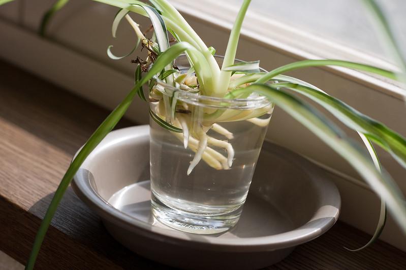 Caring For Plants That Grow In Water