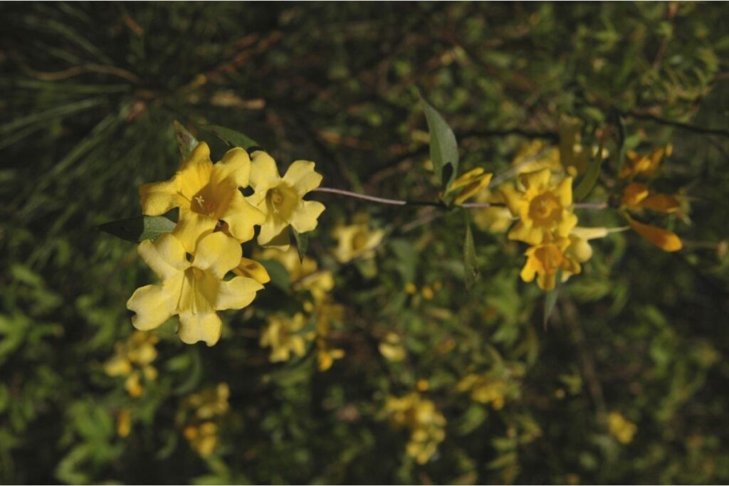 Carolina Yellow Jasmine or Jessamine (Gelsemium Sempervirens)