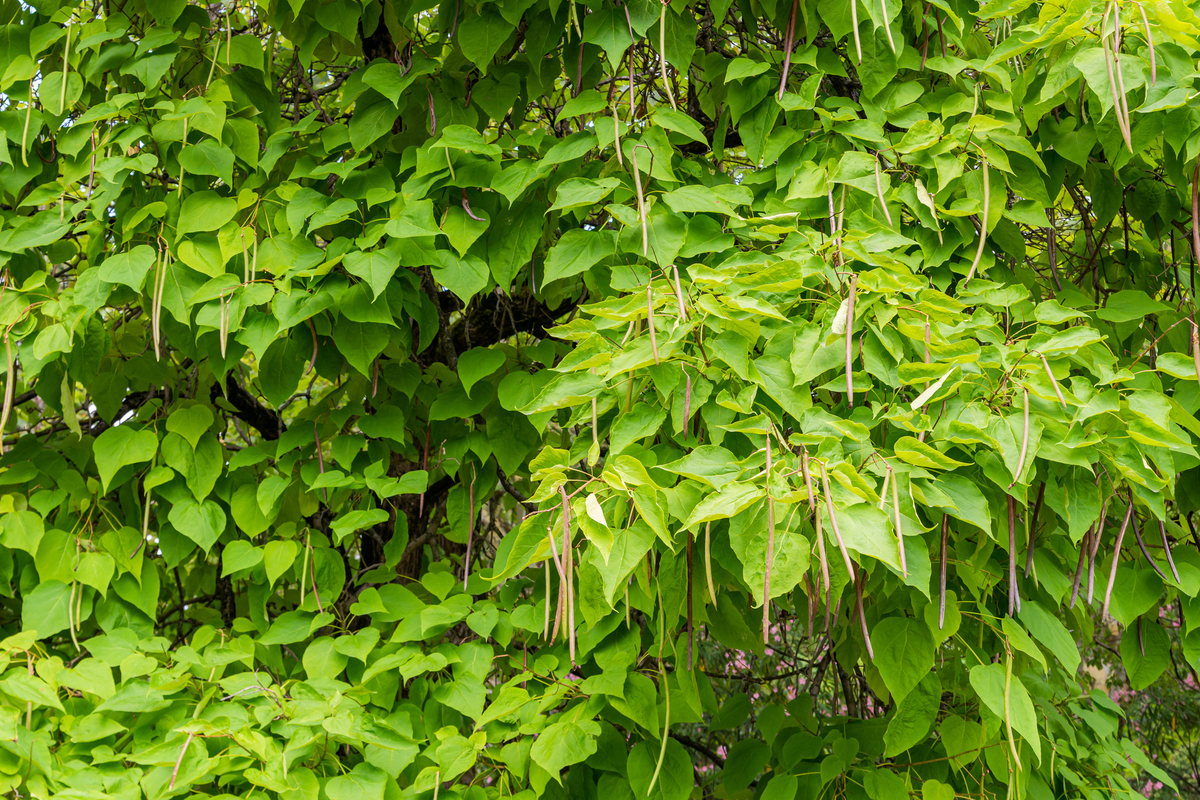 Catawba Tree Care And Maintenance Tips