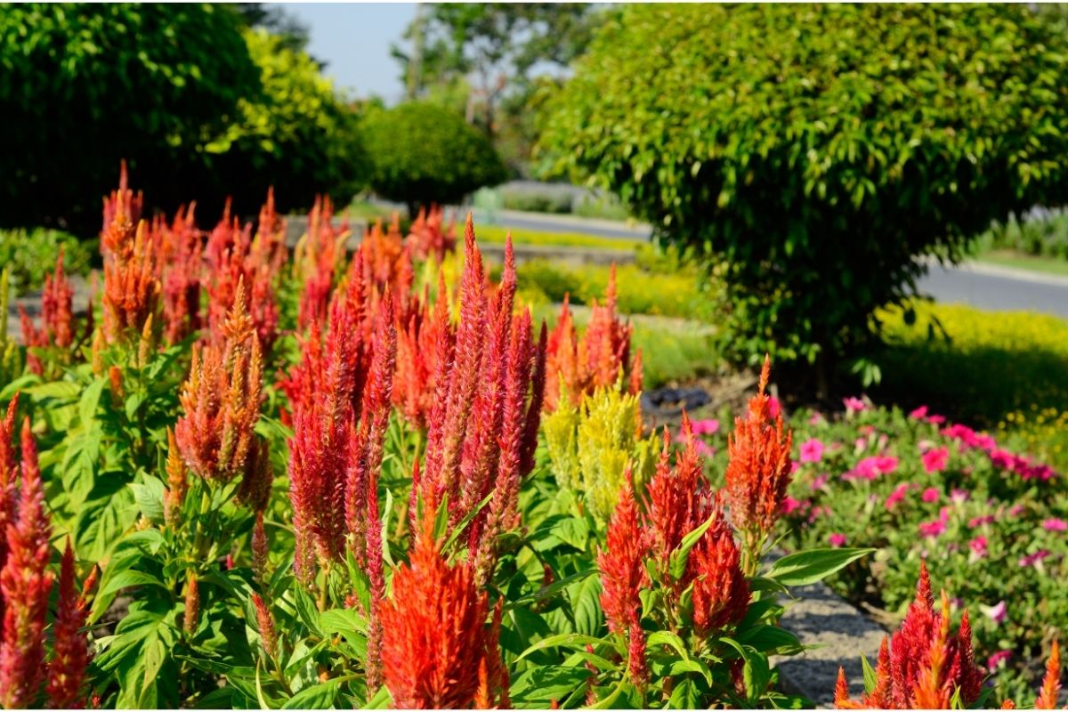 Celosia (Celosia Argentea)