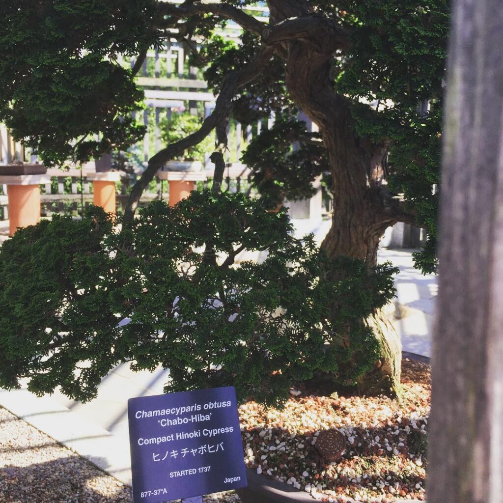 Chabo-hiba - oldest bonsai tree