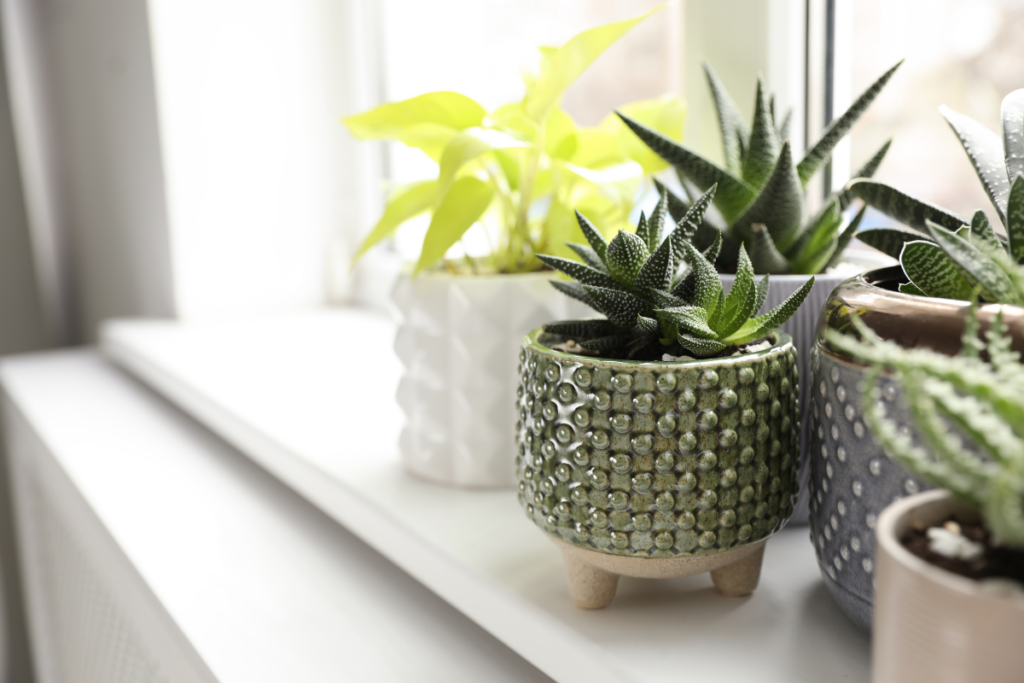 Changes In Light That Affect Snake Plants