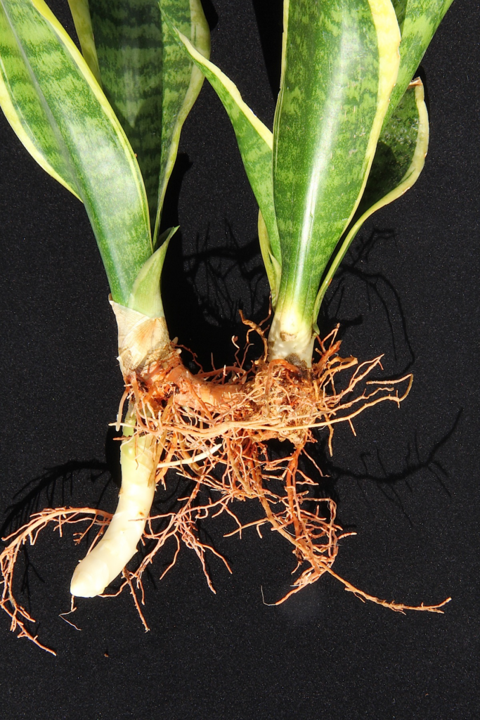 Characteristics of Healthy Snake Plant Roots