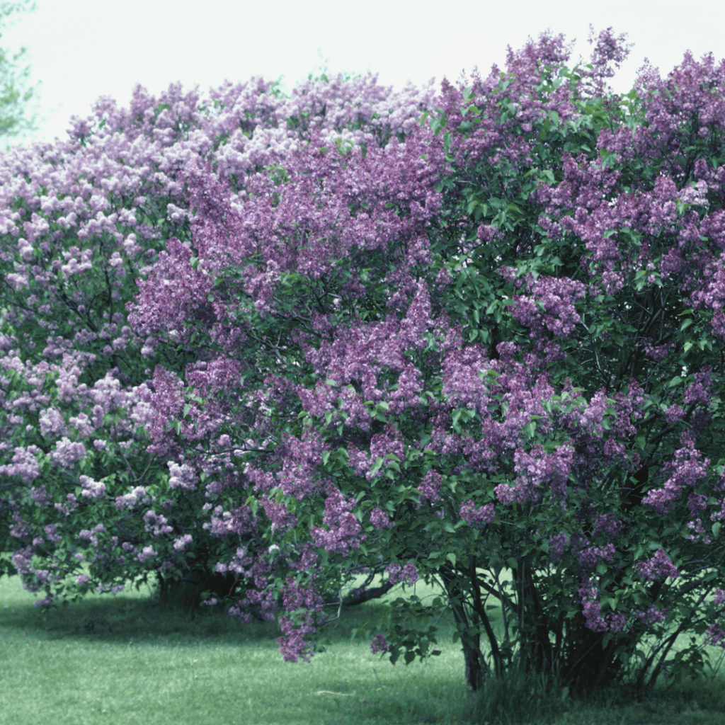 Charles Joly Lilac Tree 
