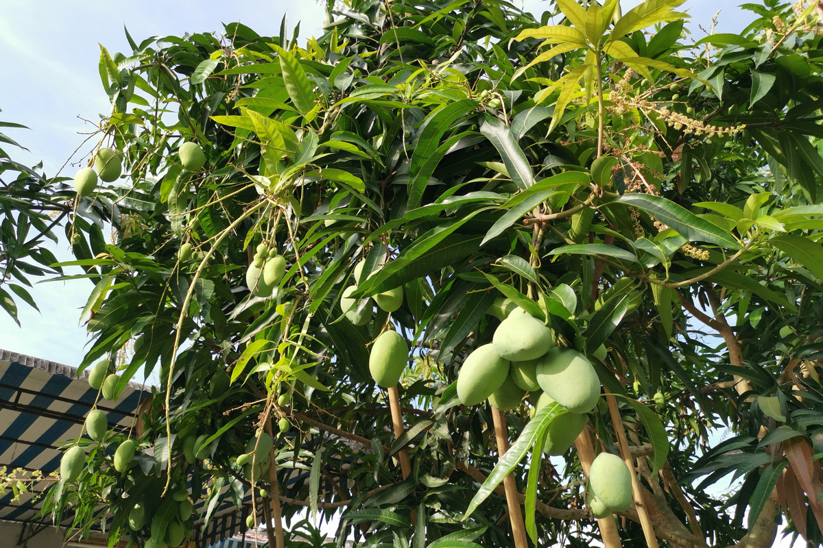 Chaunsa Mango Tree 