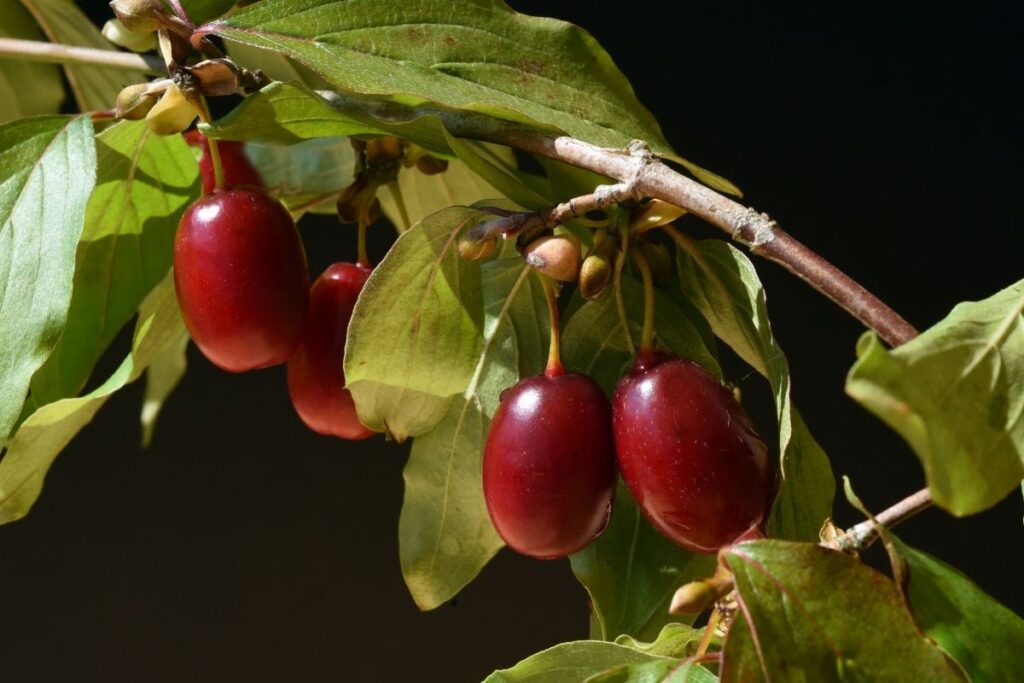 Cherry (Cornus Mas) 