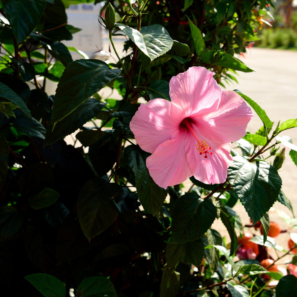 China Roses