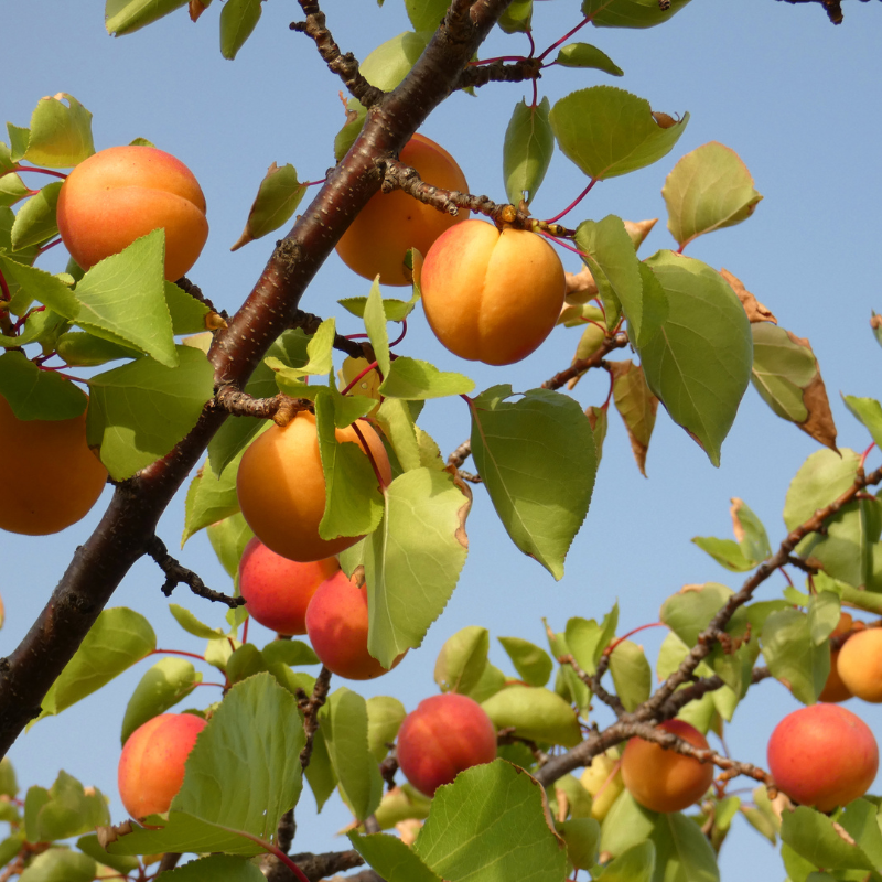 Interesting Apricot Trees
