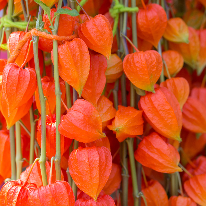 amber plants