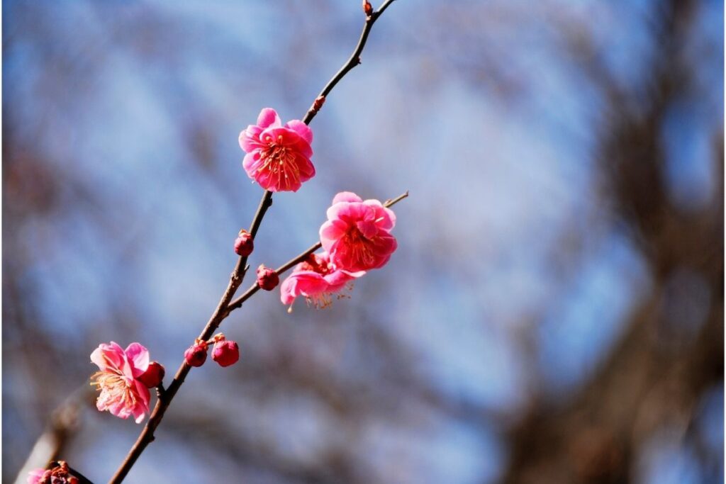 Chinese Plum Blossom Trees