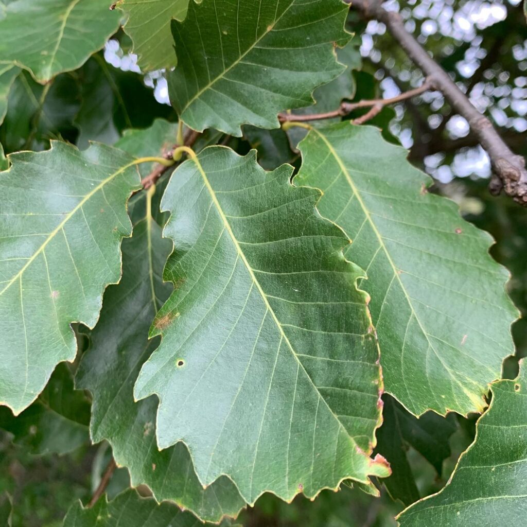 Chinkapin Oak  