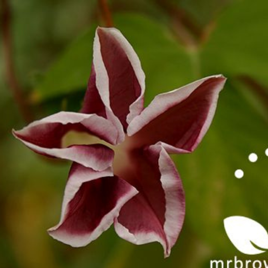 Chocolate Rose Silk (Ipomoea X Imperialis)