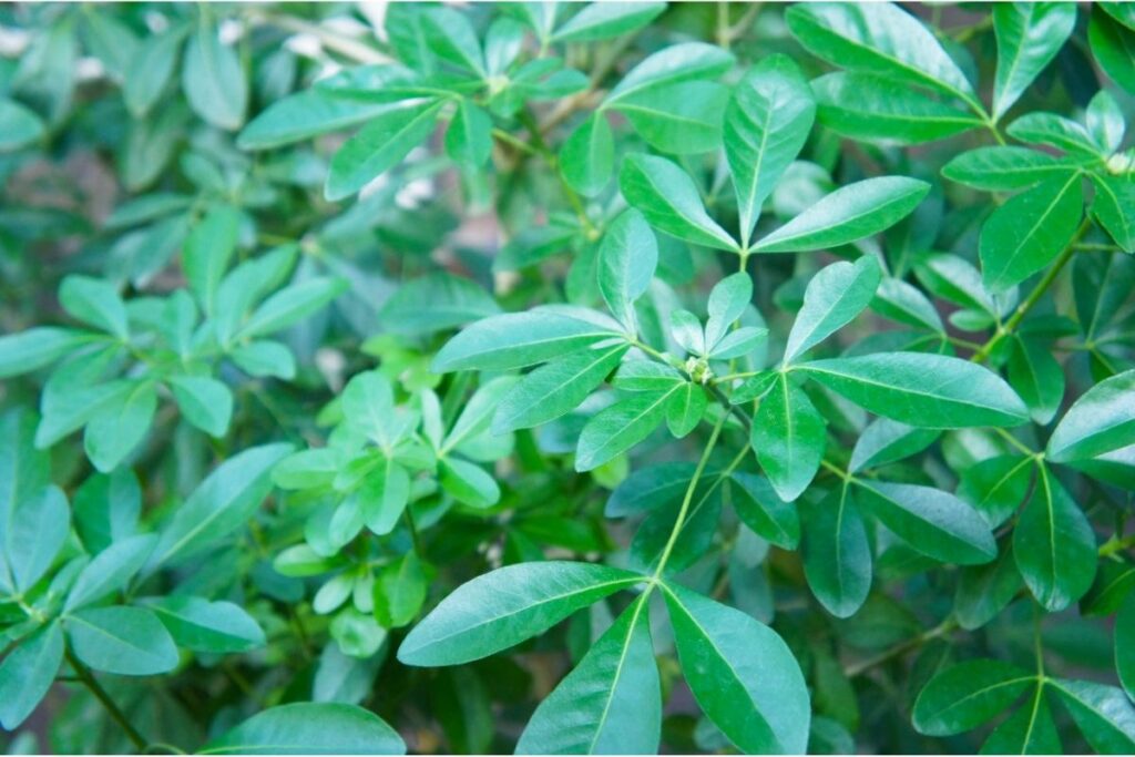 Choisya Ternata (Mexican Orange Blossom) 