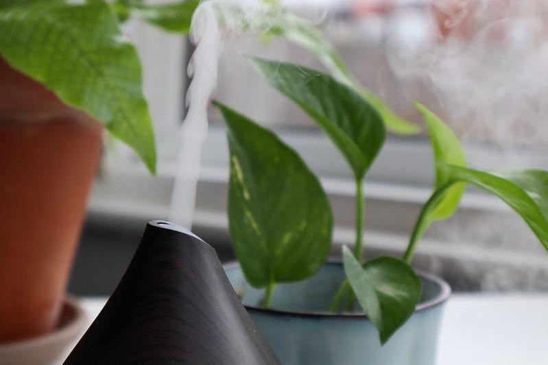 Choosing The Best Humidifier For Plants