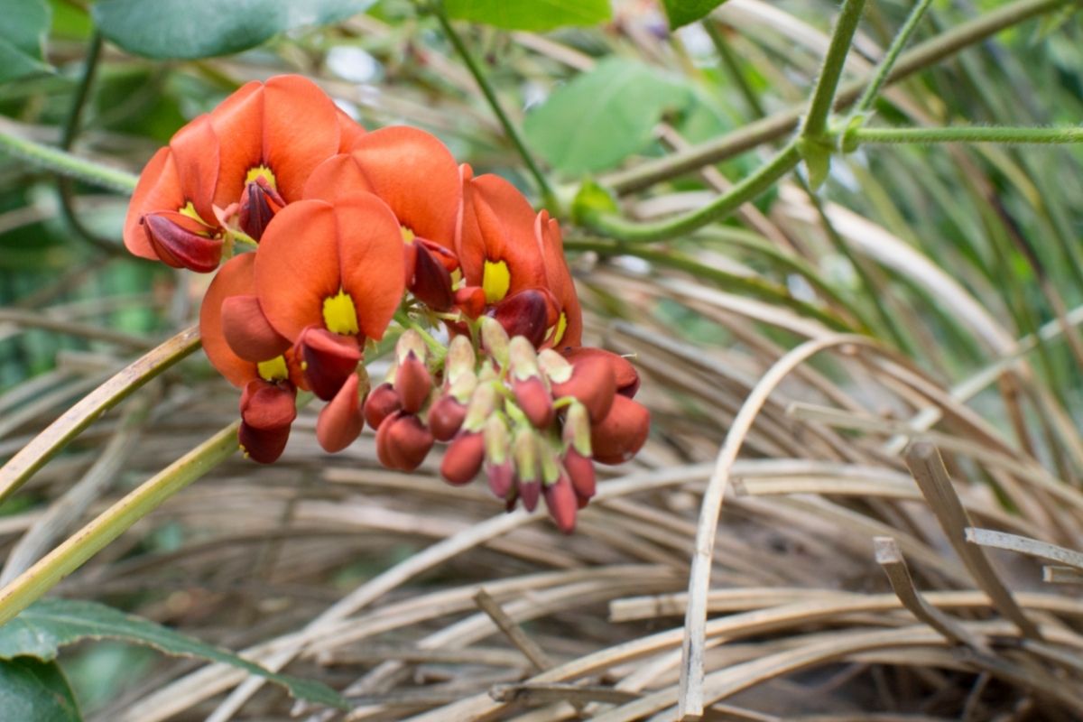 Australian Plants-Chorizema