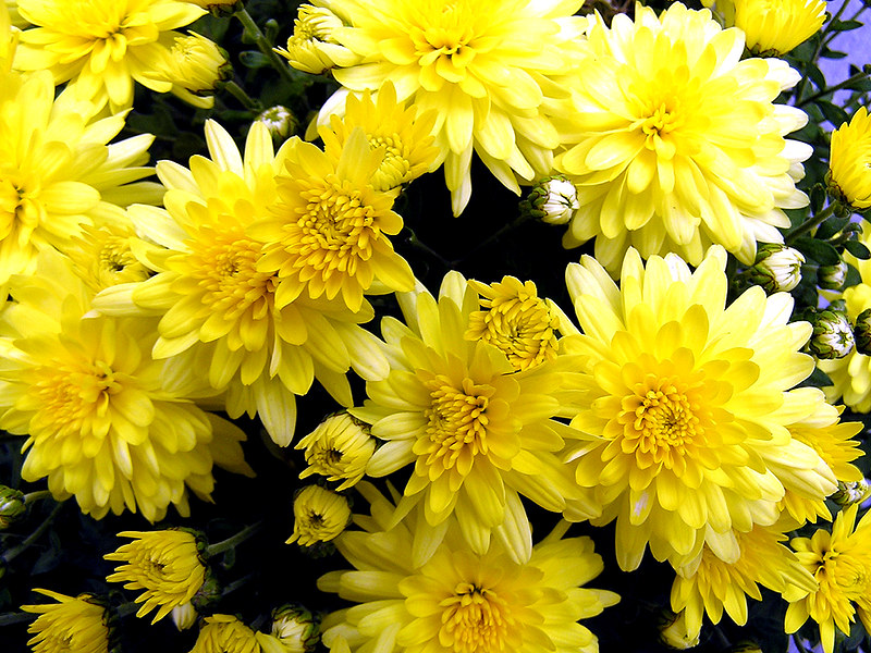 Chrysanthemum