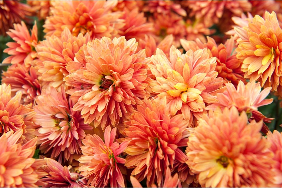 Chrysanthemum (3)