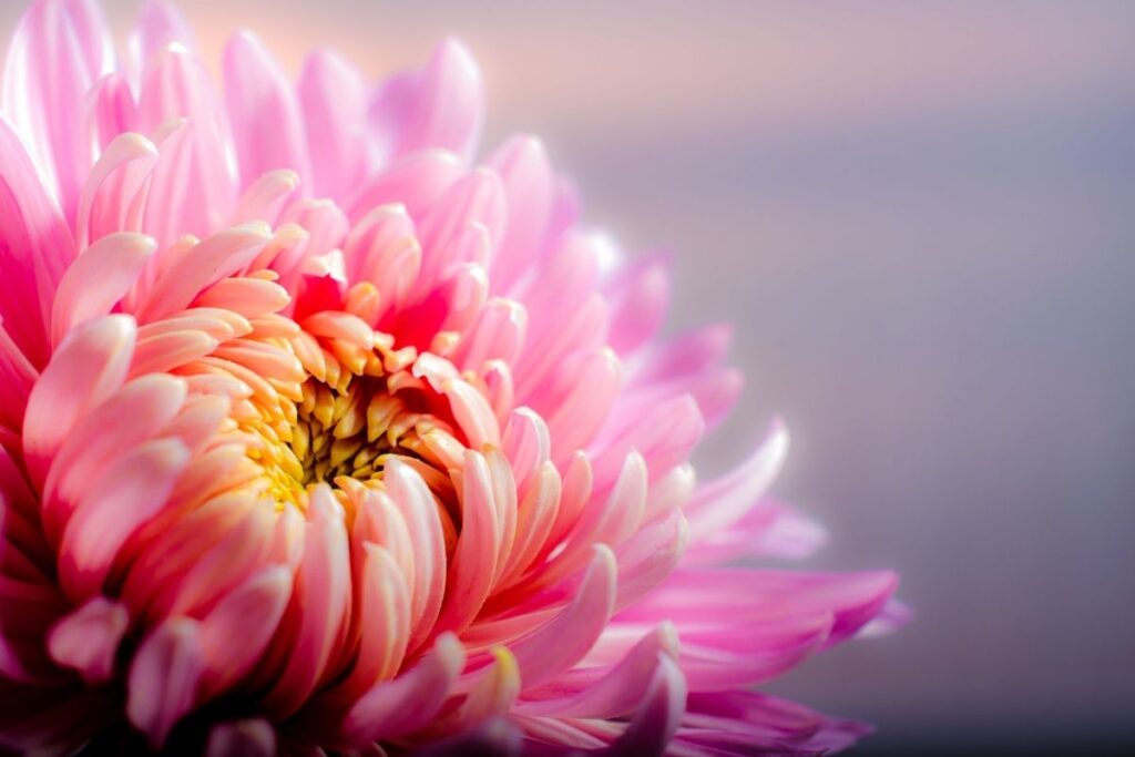 Chrysanthemum