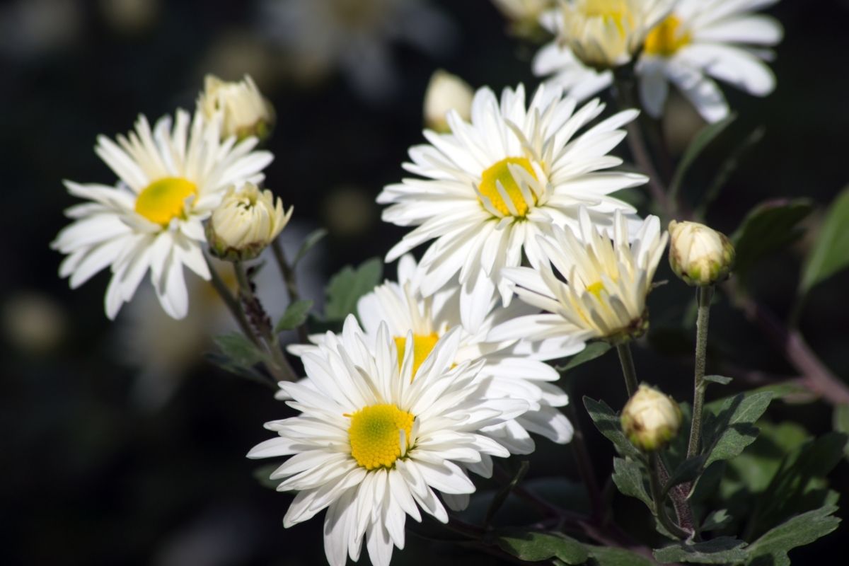 Chrysanthemum (Chrysanthemum Indicum)