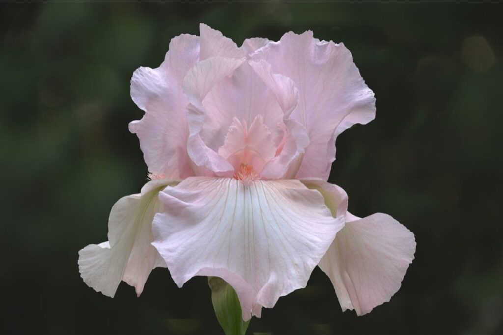 Classic Pink Bearded Iris