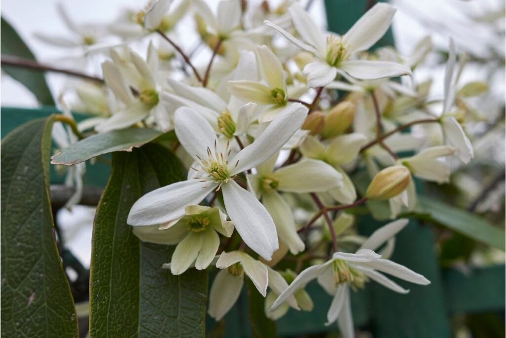 Clematis Armandii