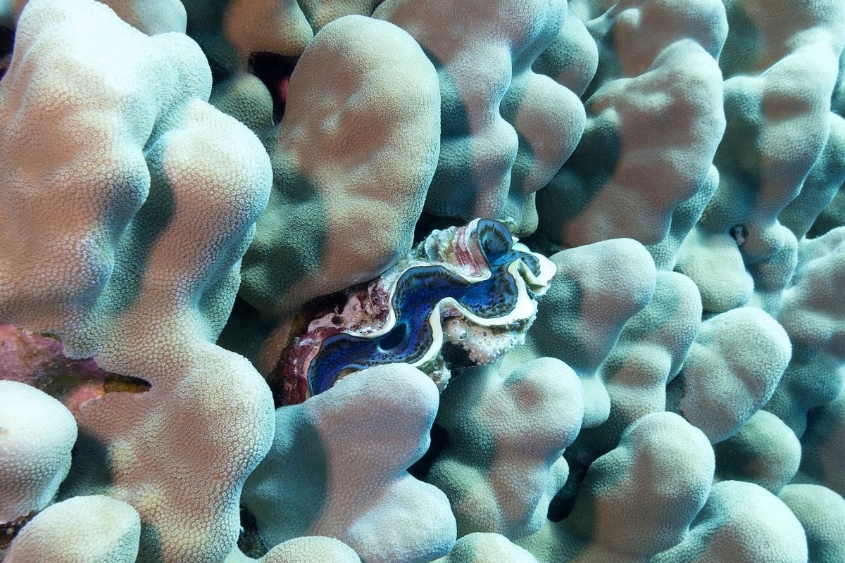 Clubbed Finger Coral (Porites Porites) 