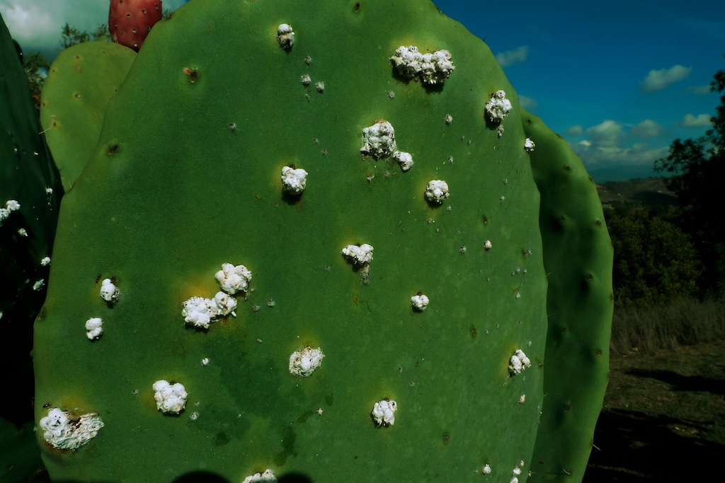 Cochineal on cactus 