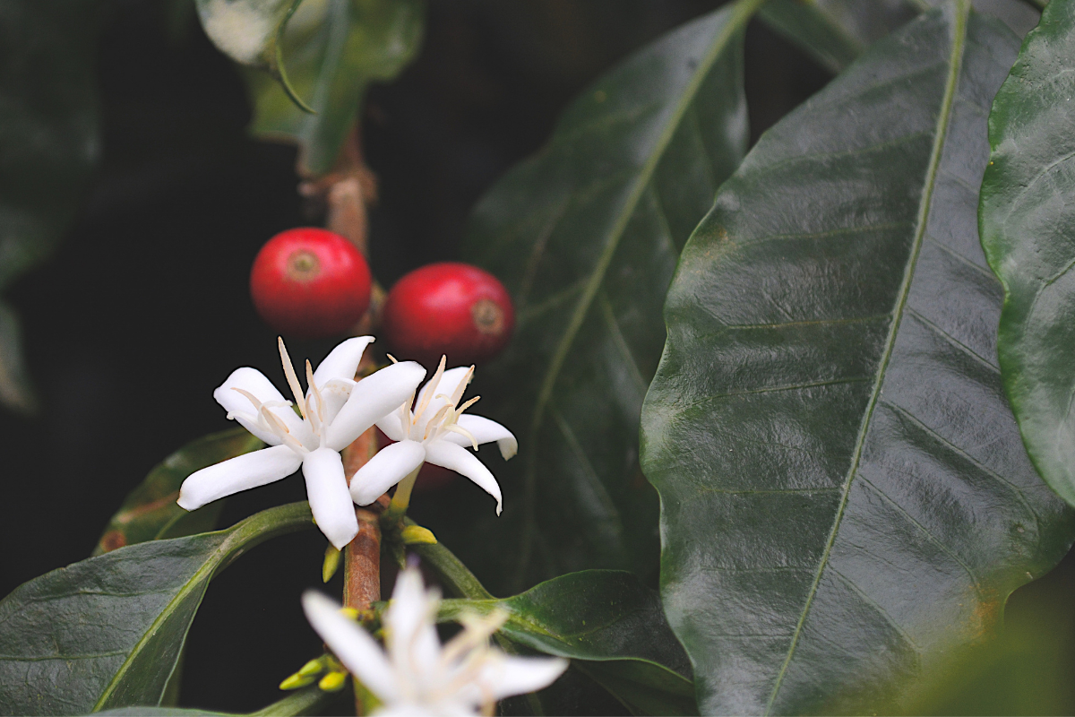 Coffee Flower