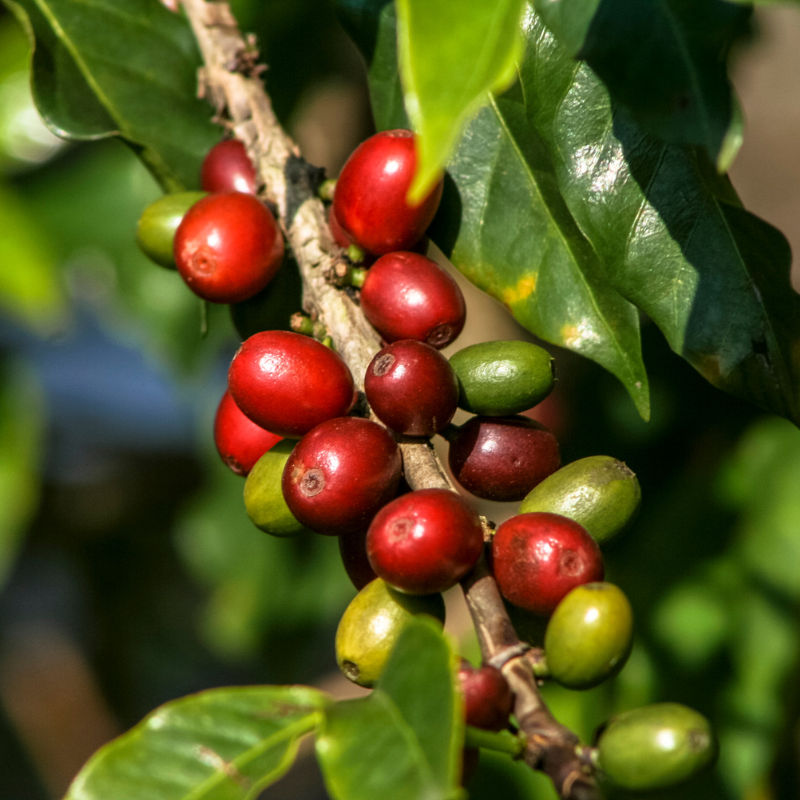 Coffee Plant