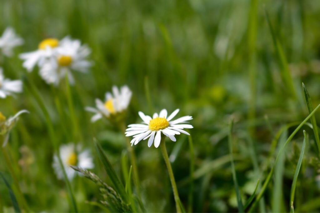 Common Daisy Swedish Flowers