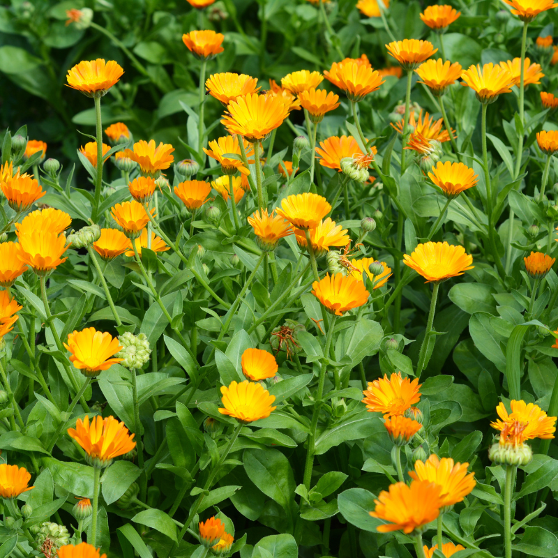 amber plants