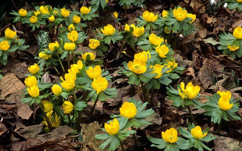yellow perennial flowers