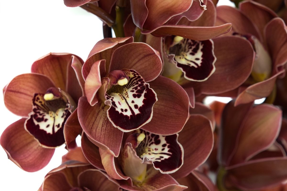Copper Beauty Cymbidium Orchid
