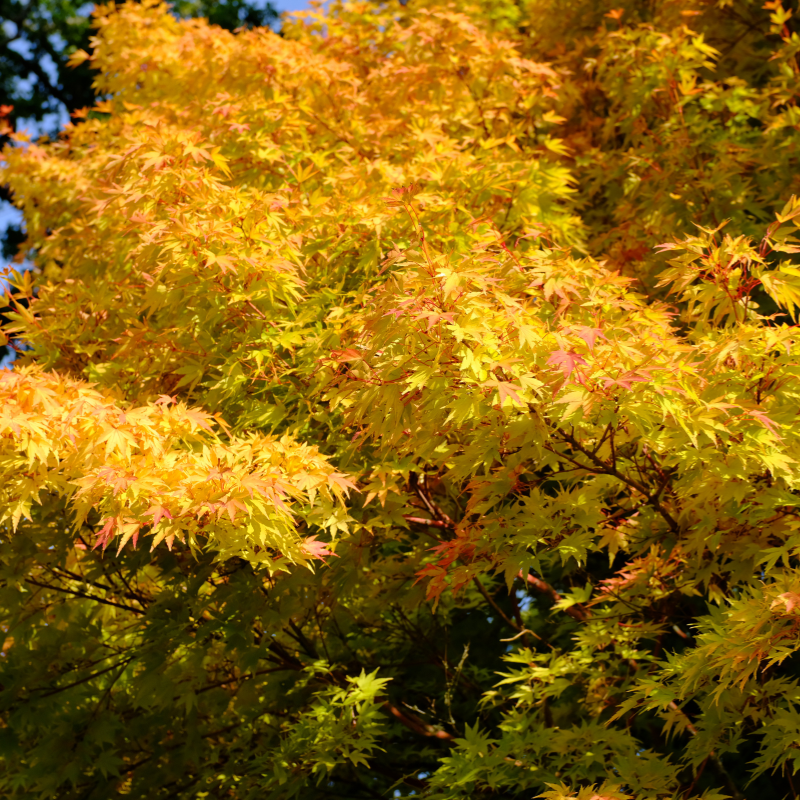 Autumn Fern