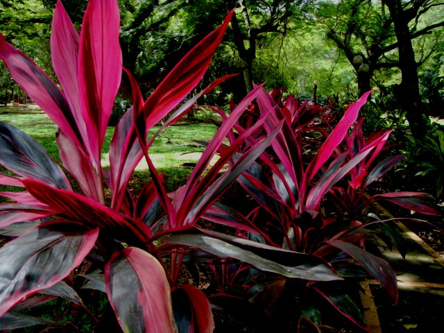 Cordyline - house plants with red leaves