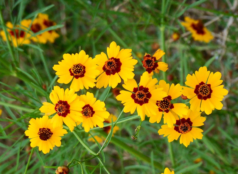 Coreopsis