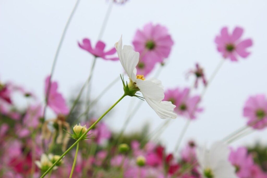 Types Of Daisies-Cosmos
