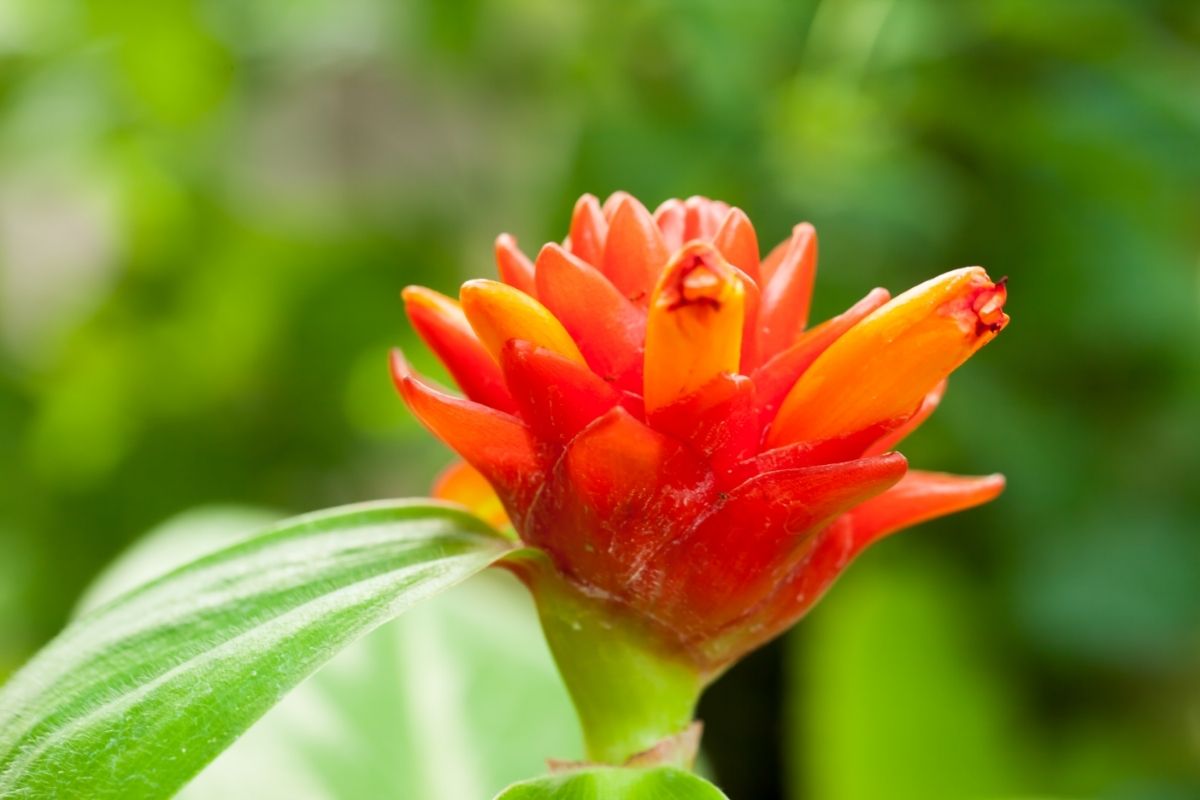 Costus Curvibracteatus