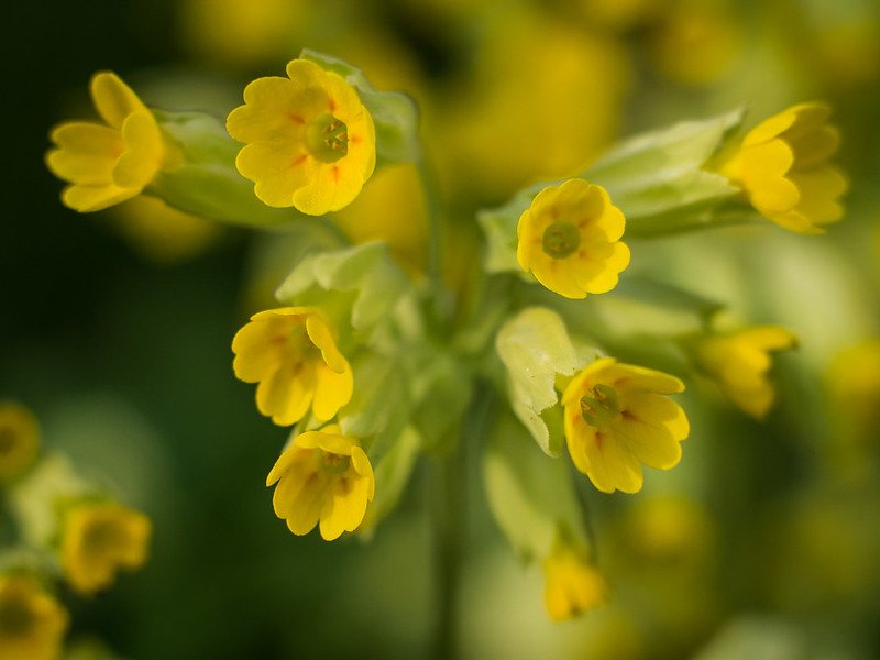 Cowslip