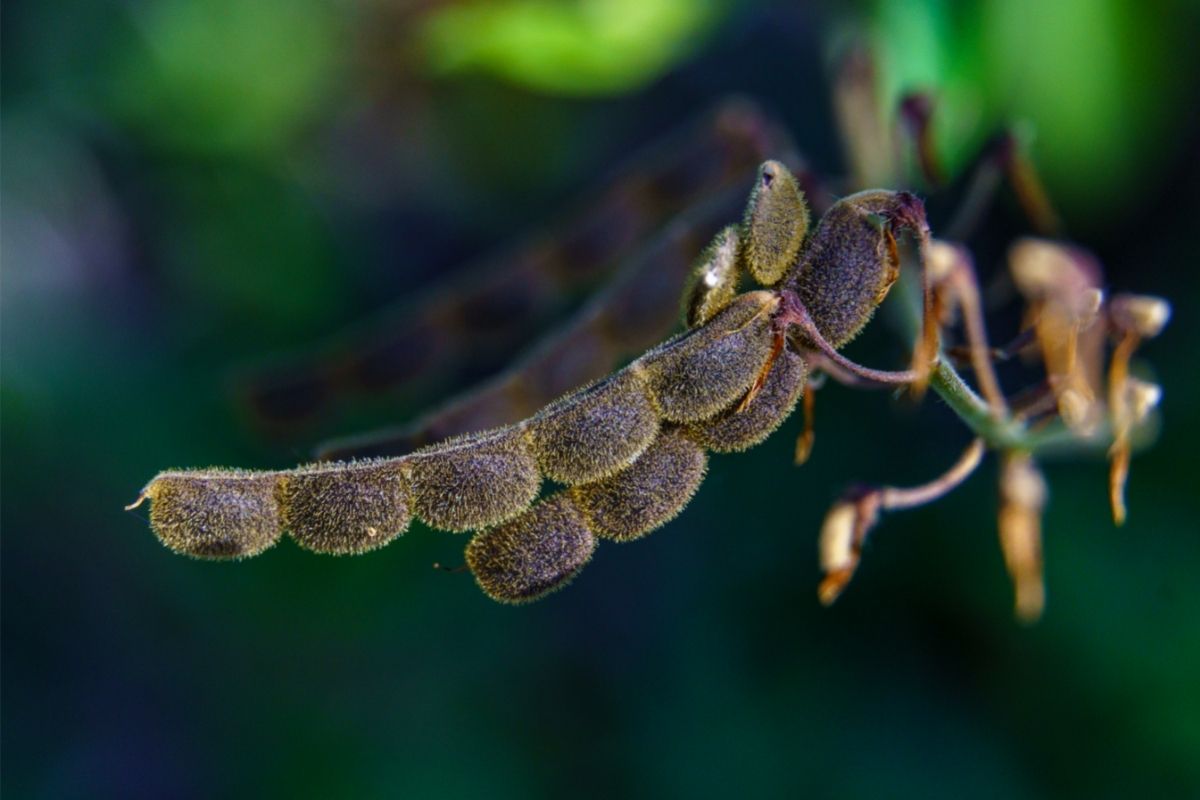 Creeping Beggarweed