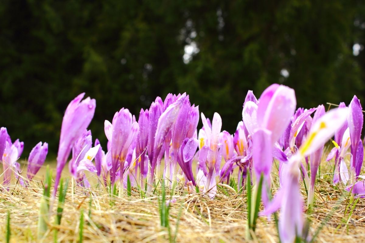 Lithuanian Flowers