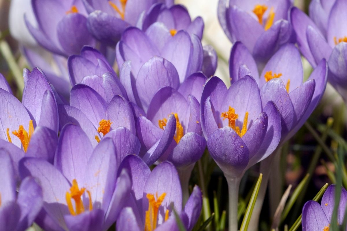 Saffron Flowers 