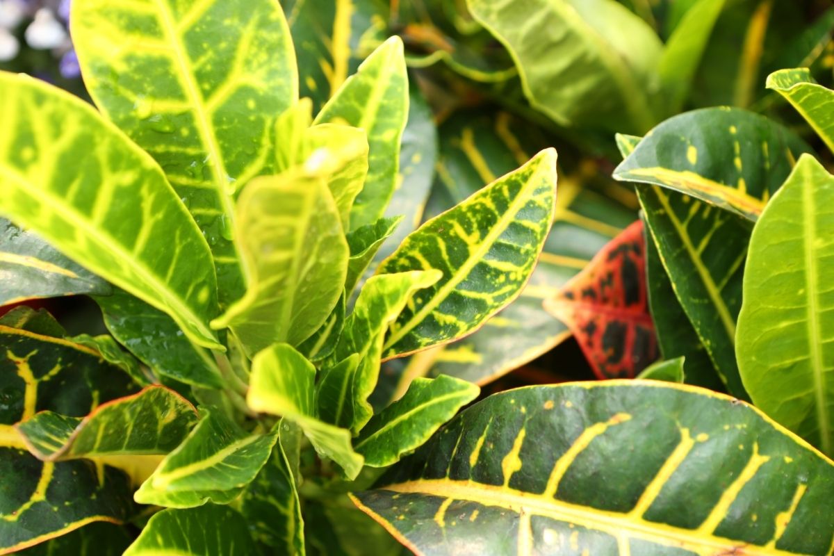 Croton (Codiaeum Variegatum)