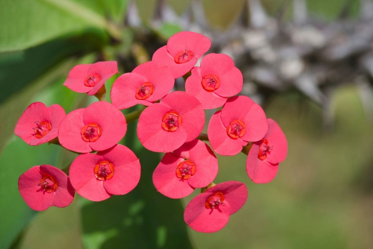 Crown Of Thorns (Euphorbia Milii)