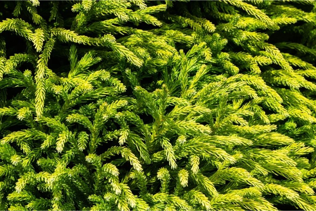 Cryptomeria Japonica ‘Globosa Nana’ (The Green Poodle) 