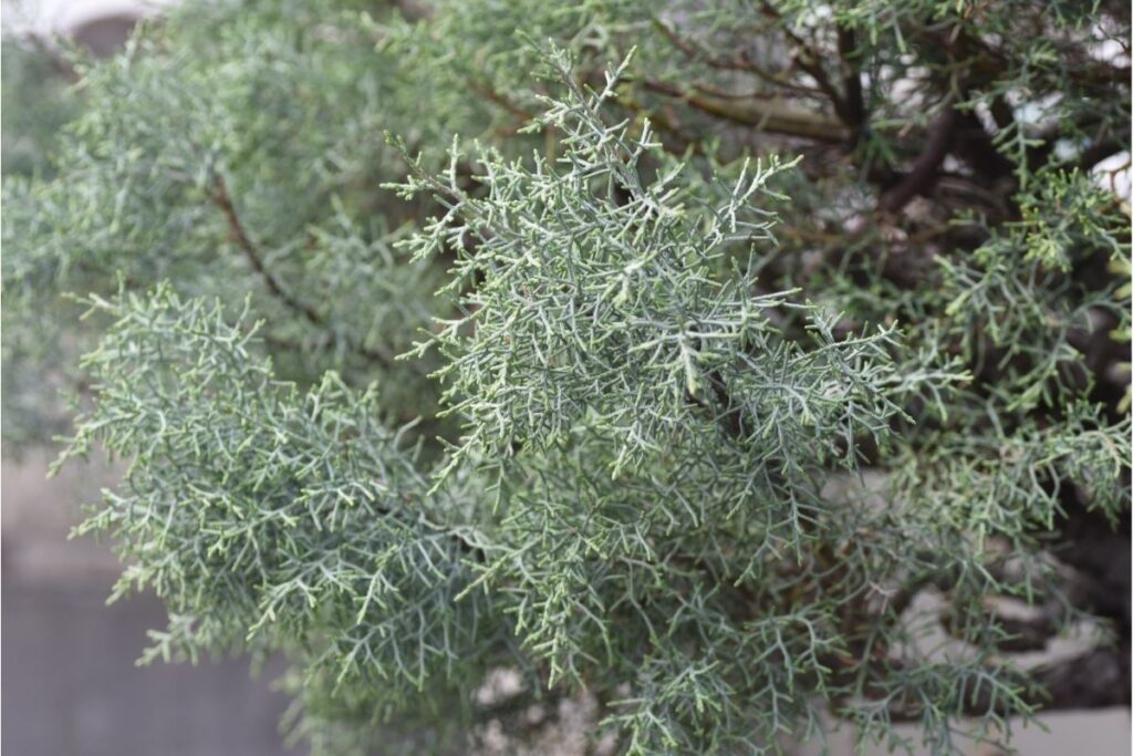 Cupressus Arizonica ‘Niwaki’ (Arizona Cypress) 